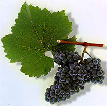 Blauer Zweigelt Traube Wein Weinsorte