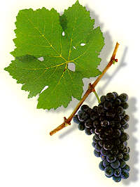 St. Laurent Traube Wein Weinsorte